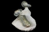 Stunning Crotalocephalina & Reedops Trilobite Association #175054-1
